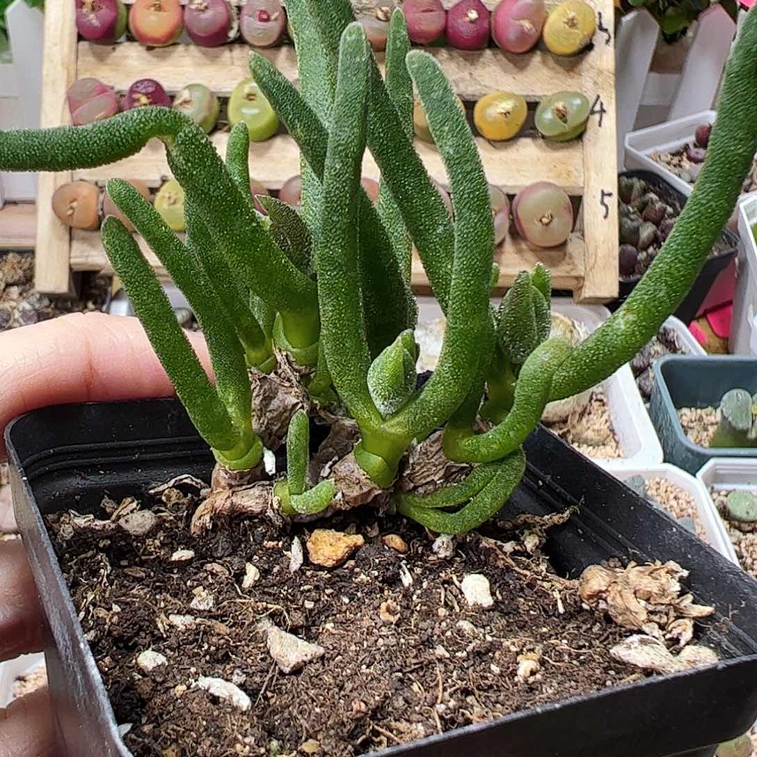 开花兔………………………………