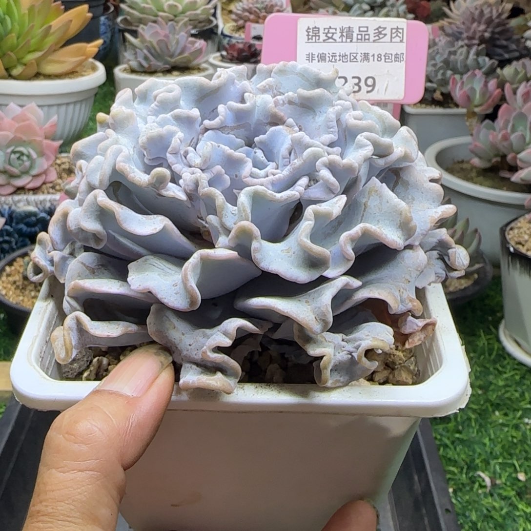 锦安精品多肉植物239