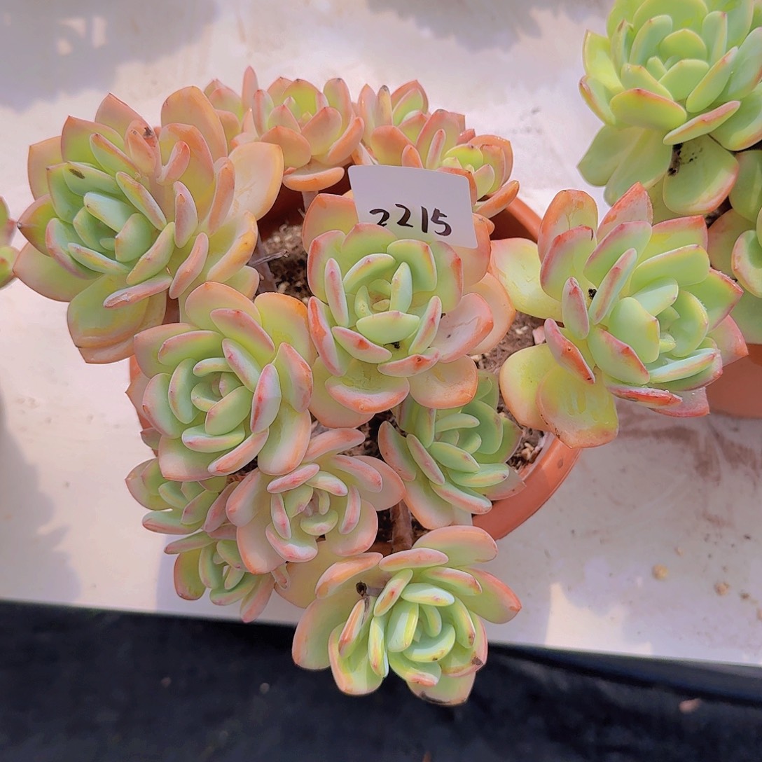 启***｝2215白月光多肉植物
