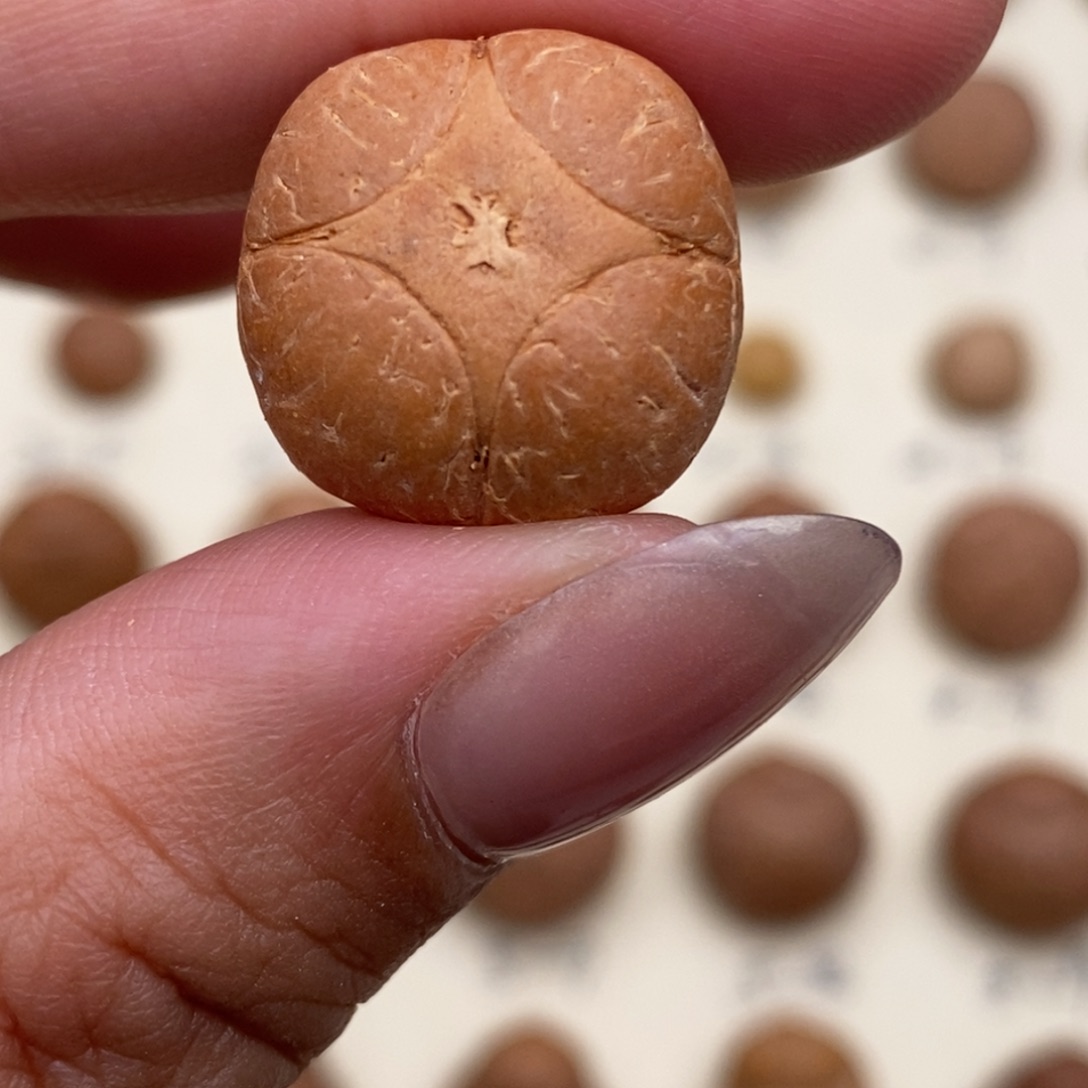 吊坠凤眼菩提麒麟