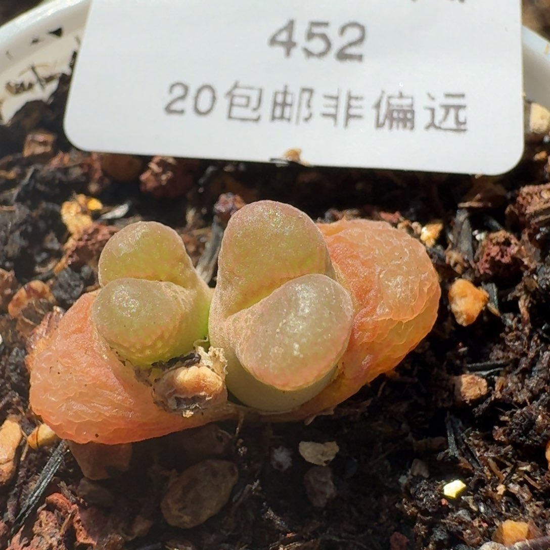 452带盆发货588880800