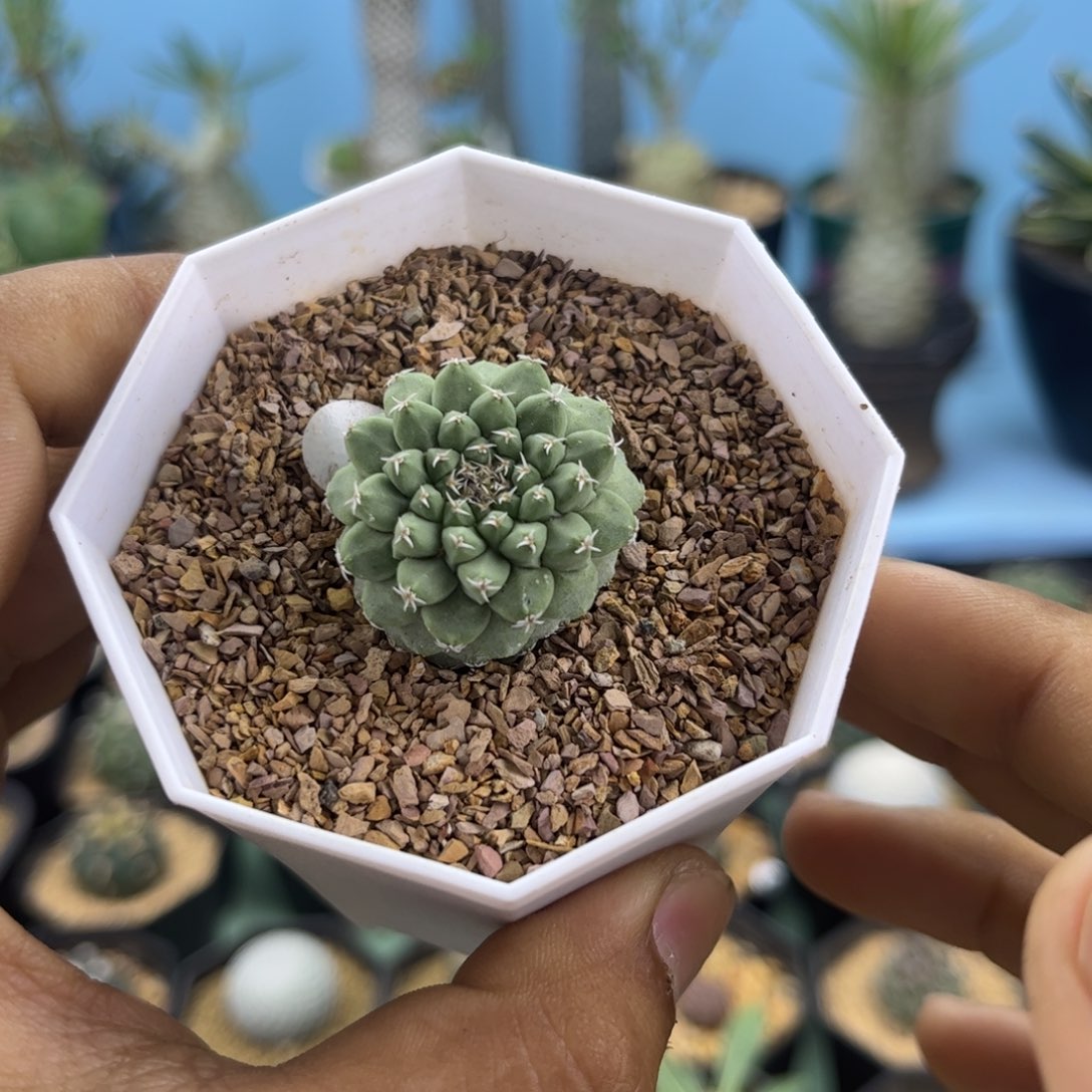 菊水实生2.7默认脱土发