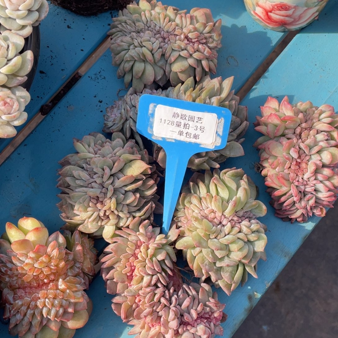 1128-3-开播福利糖心冰魄缀化一颗