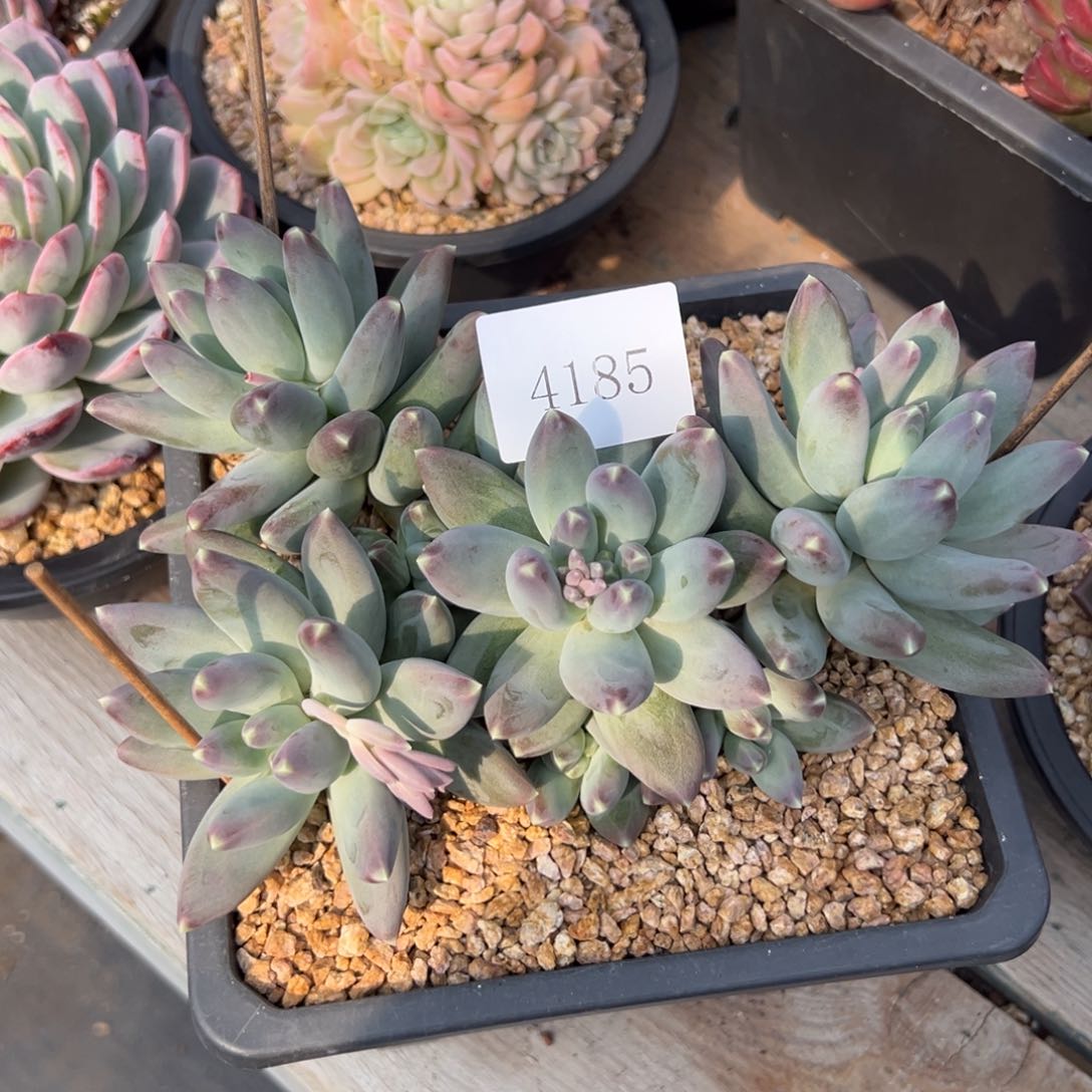 用****84185多肉多多多的的