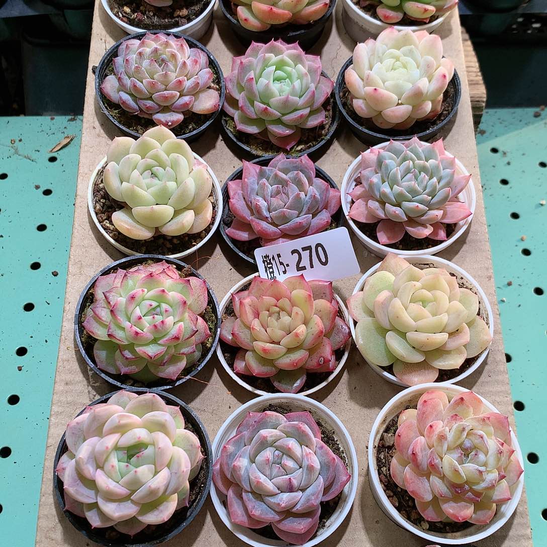 15-270一物一拍带盆18颗。