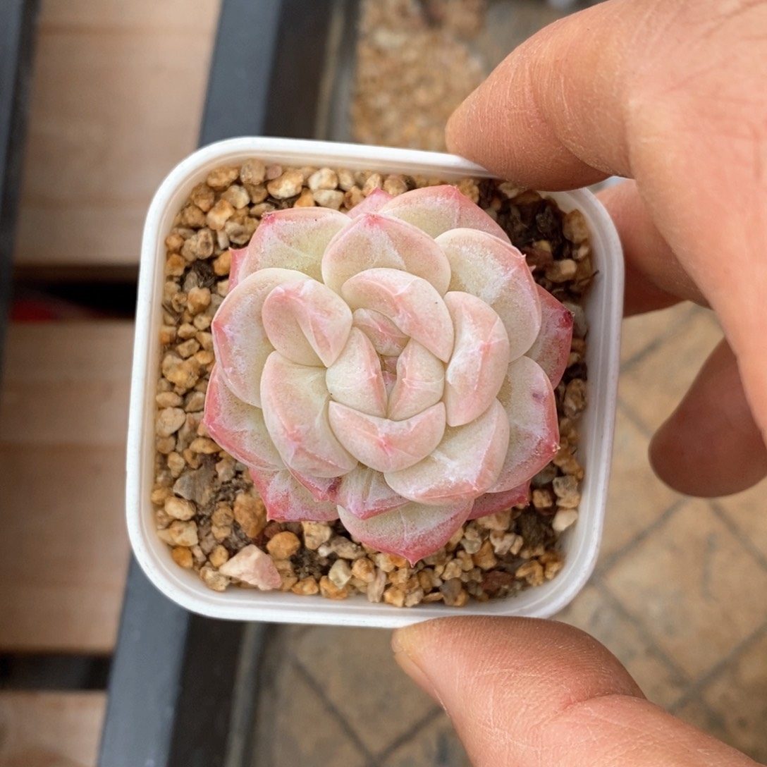 精品多肉一物一折不包整50