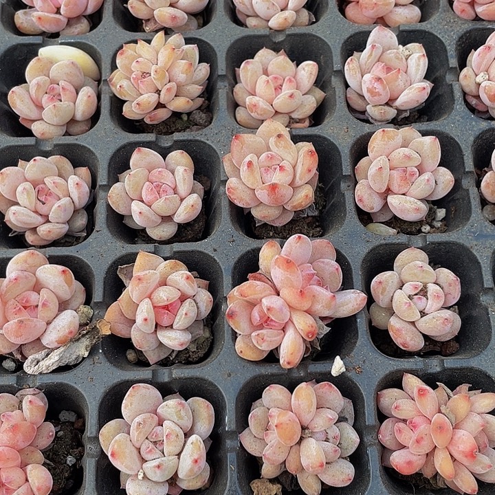 小粉笔1元带土发货