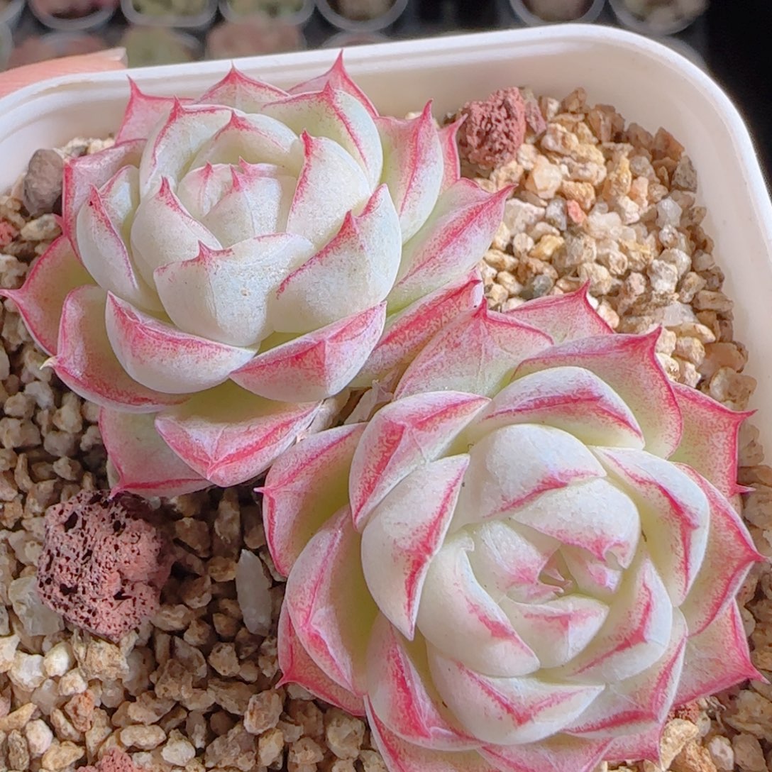 花语多肉1218-229女王散