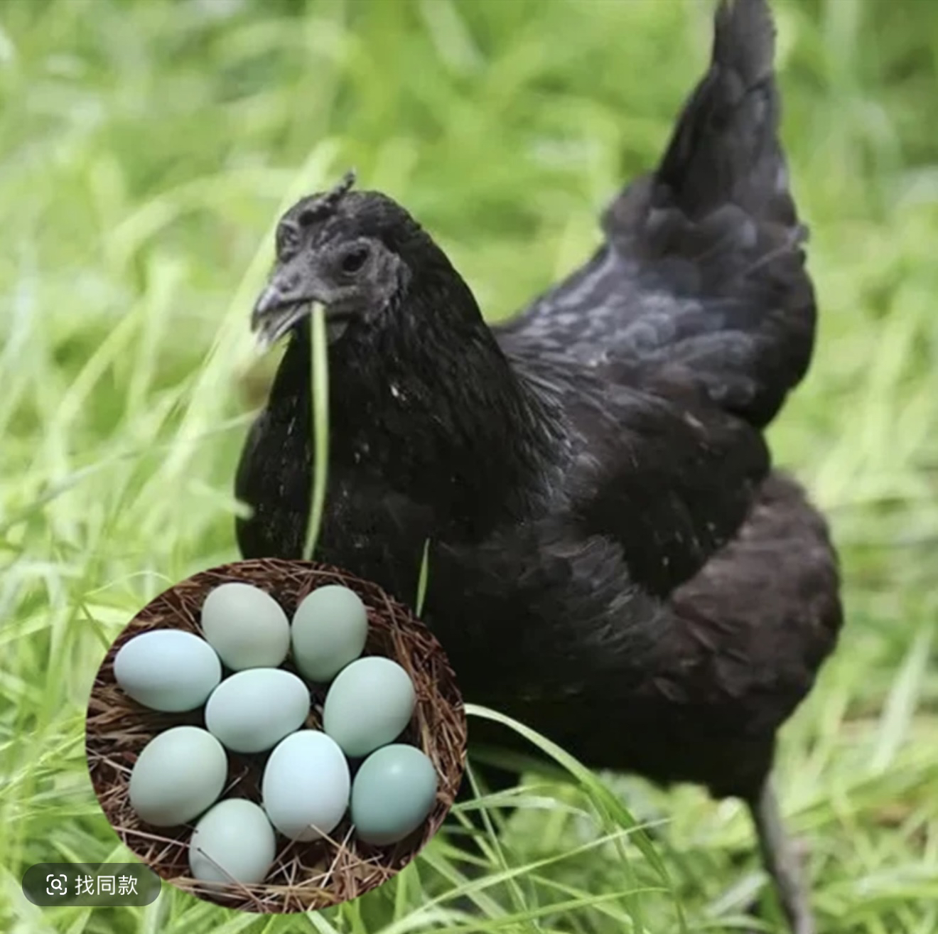 五黑鸡正宗五黑鸡笼可装【拍一发十只】