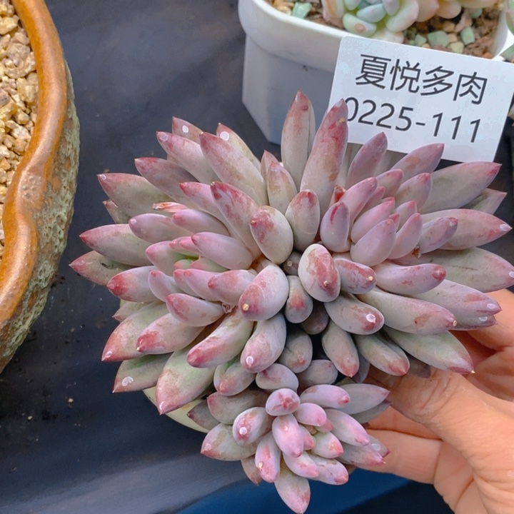  夏悅多肉0225-111虞美人