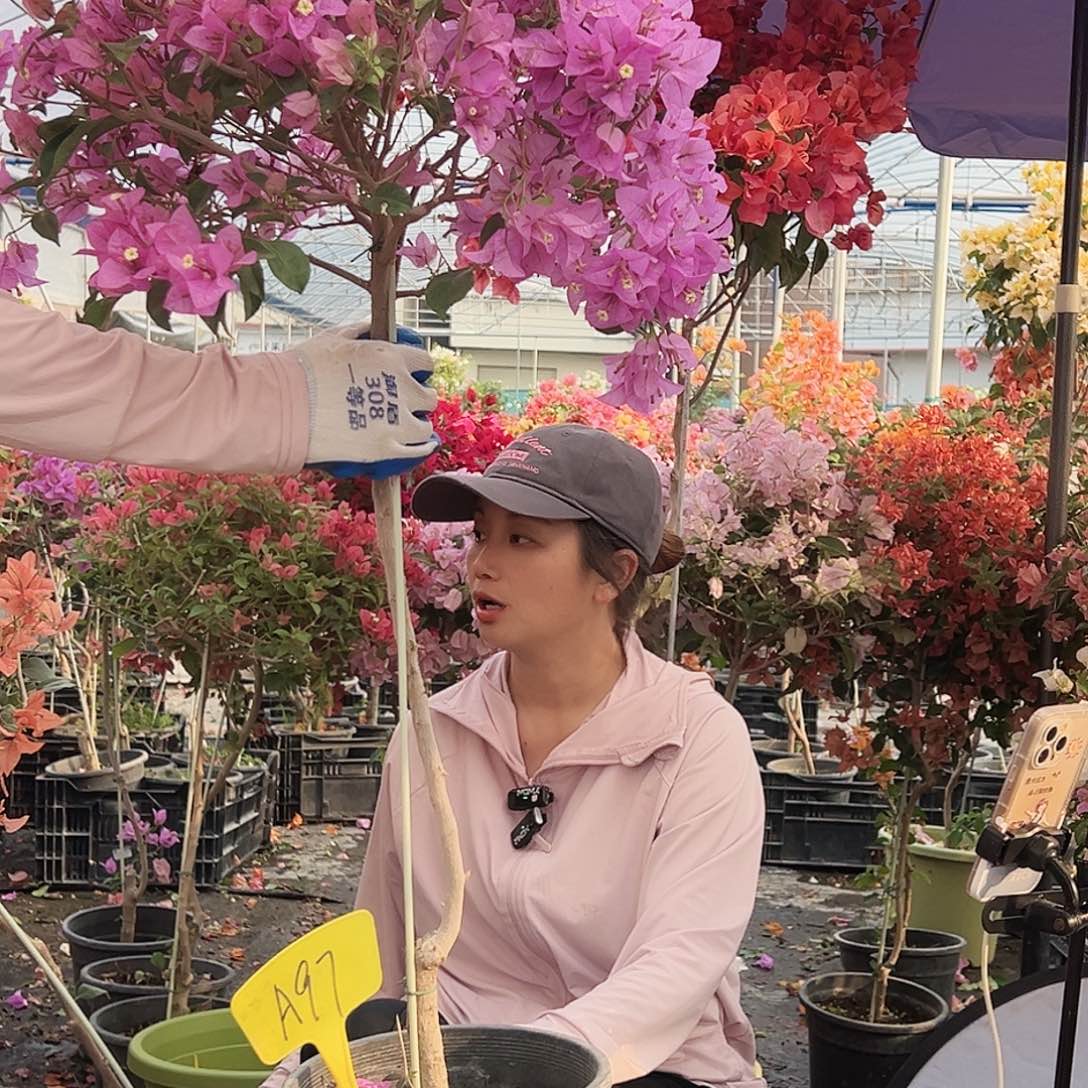 岁***痕大部分花苞少量开放A97巴西紫