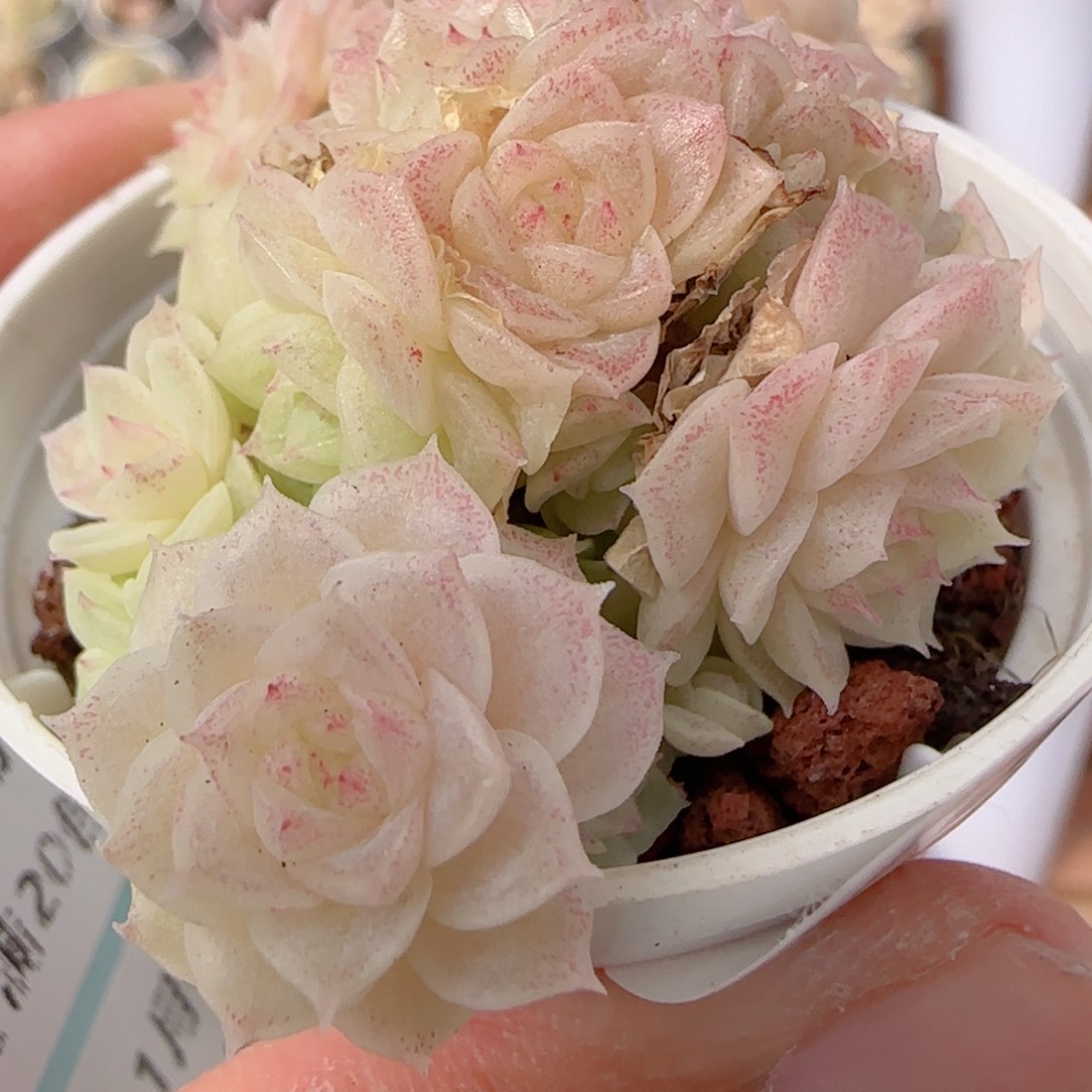 花语多肉0104-178散