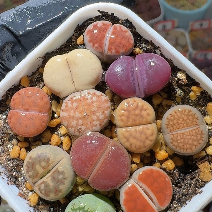 生石花2:：。在。 355号