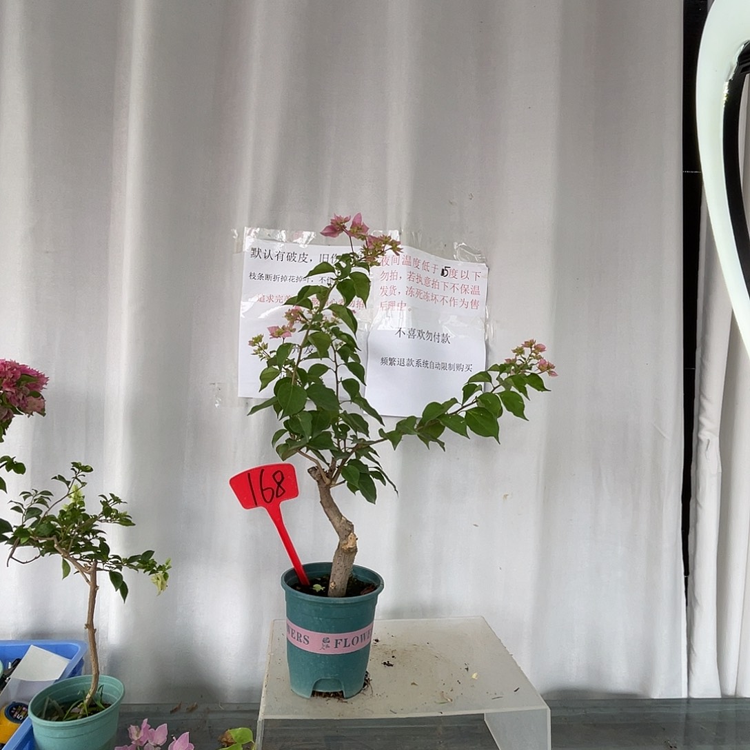 当前无花栽培后可以开花168重瓣粉桩