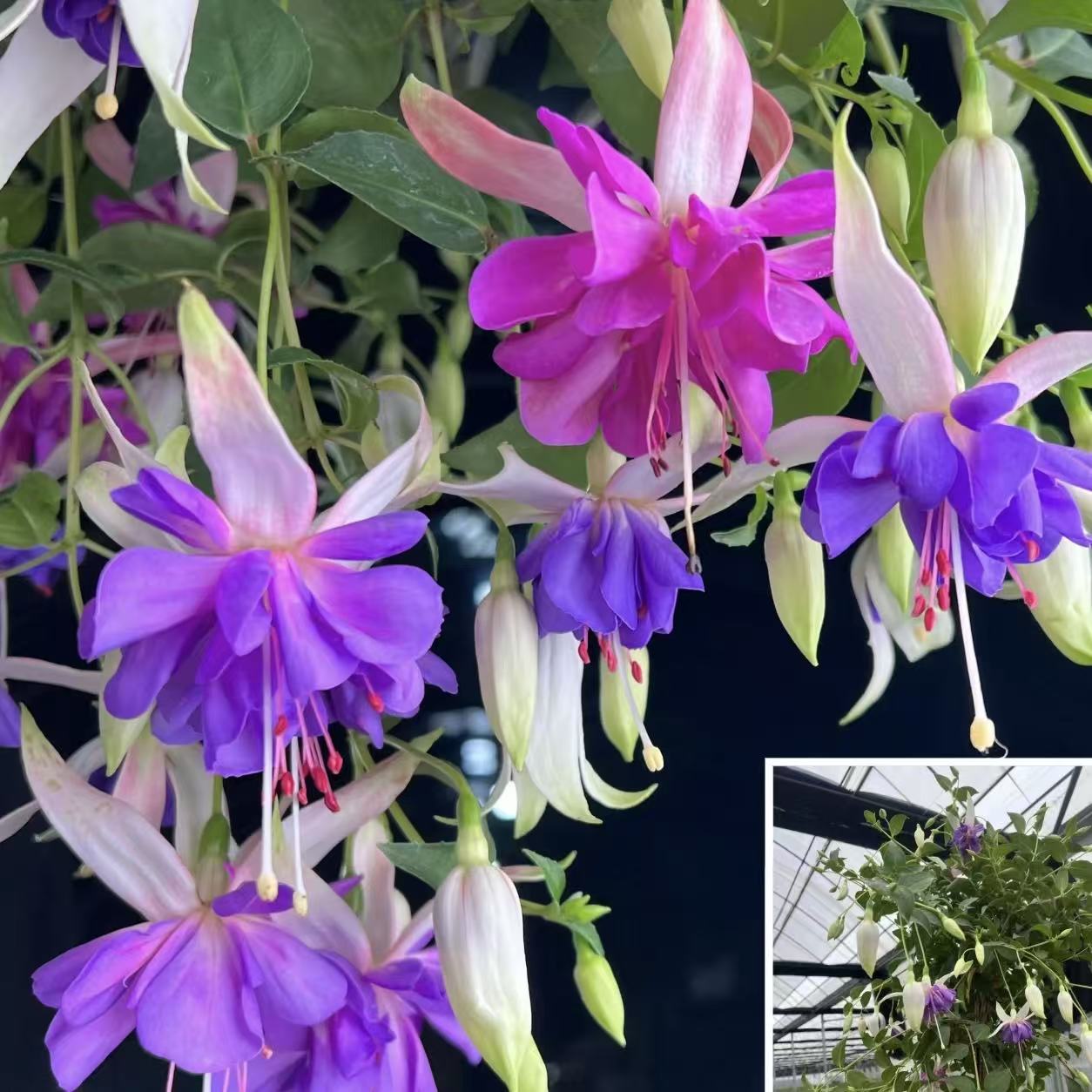 紫衣裙倒挂金钟灯笼花盆栽棒棒糖精品大花重瓣发货快