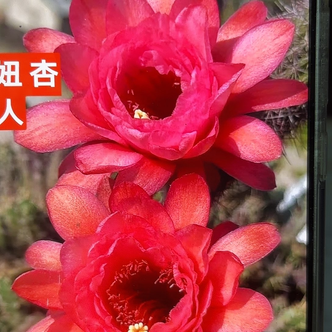 杏巨人金妞侧牙20包邮31