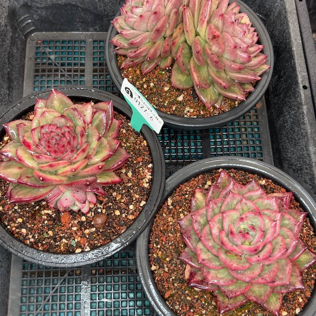 多肉一物一拍0127-6