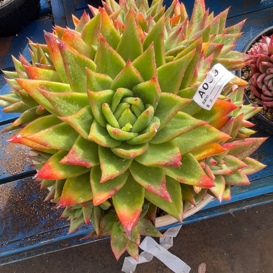 无花朵若茹东云单拍A009