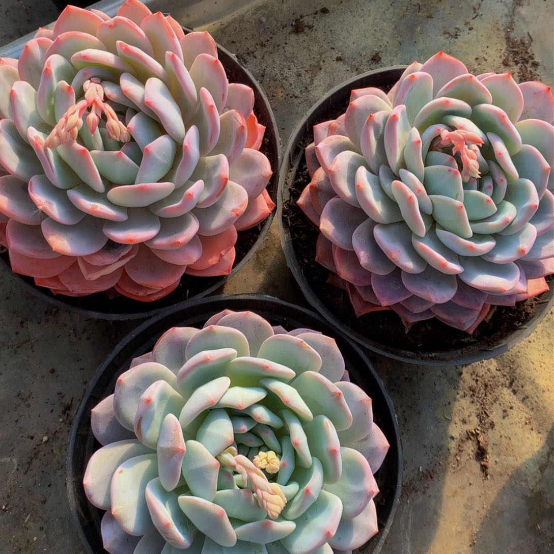 橙梦露单头多肉植物