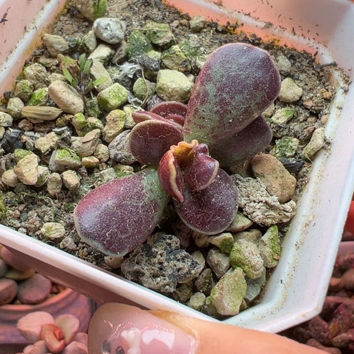           紫库博。   