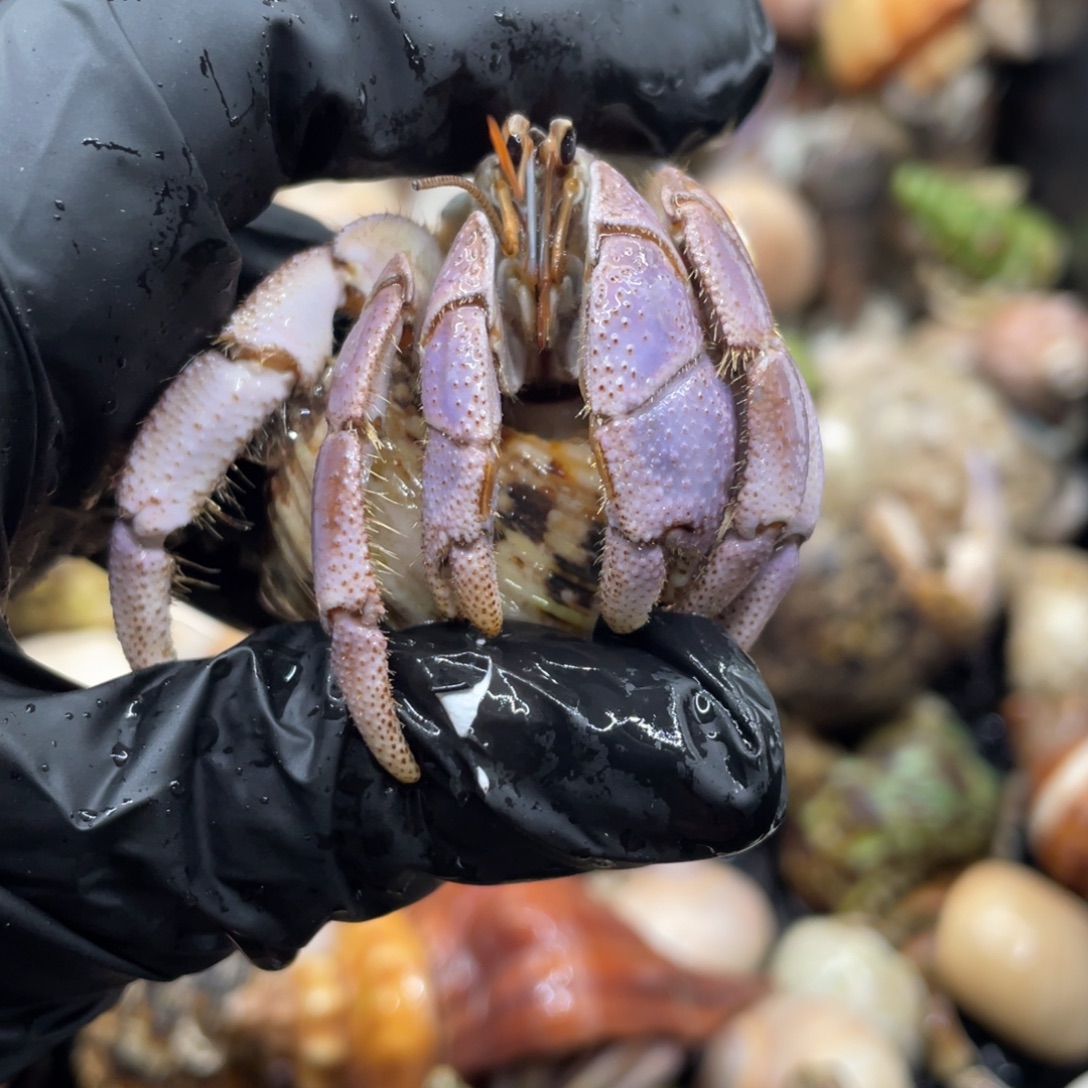 不退不换谢谢支持19