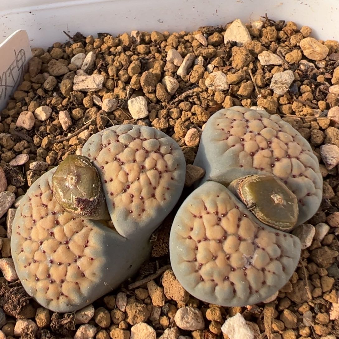 31多肉植物百科植物