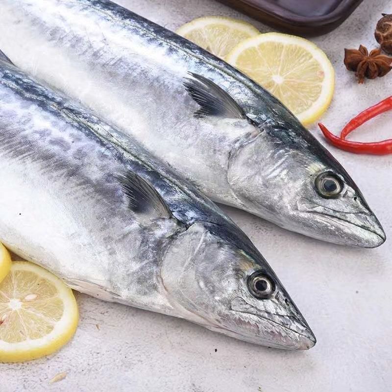 拍4斤送1斤到手5斤鲅鱼 到手4条-5条 冷链发货