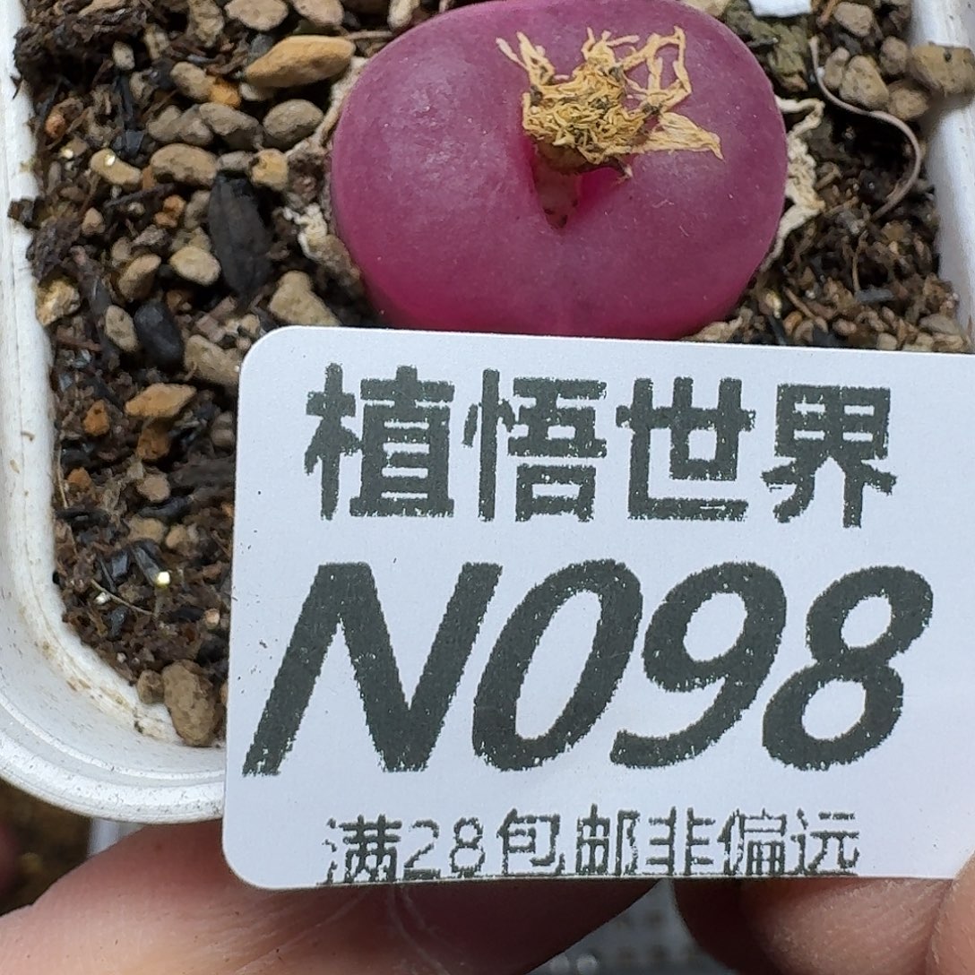 多肉植物的人生fgh