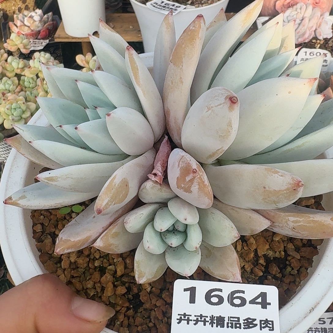 1664一物一拍（满28包邮）