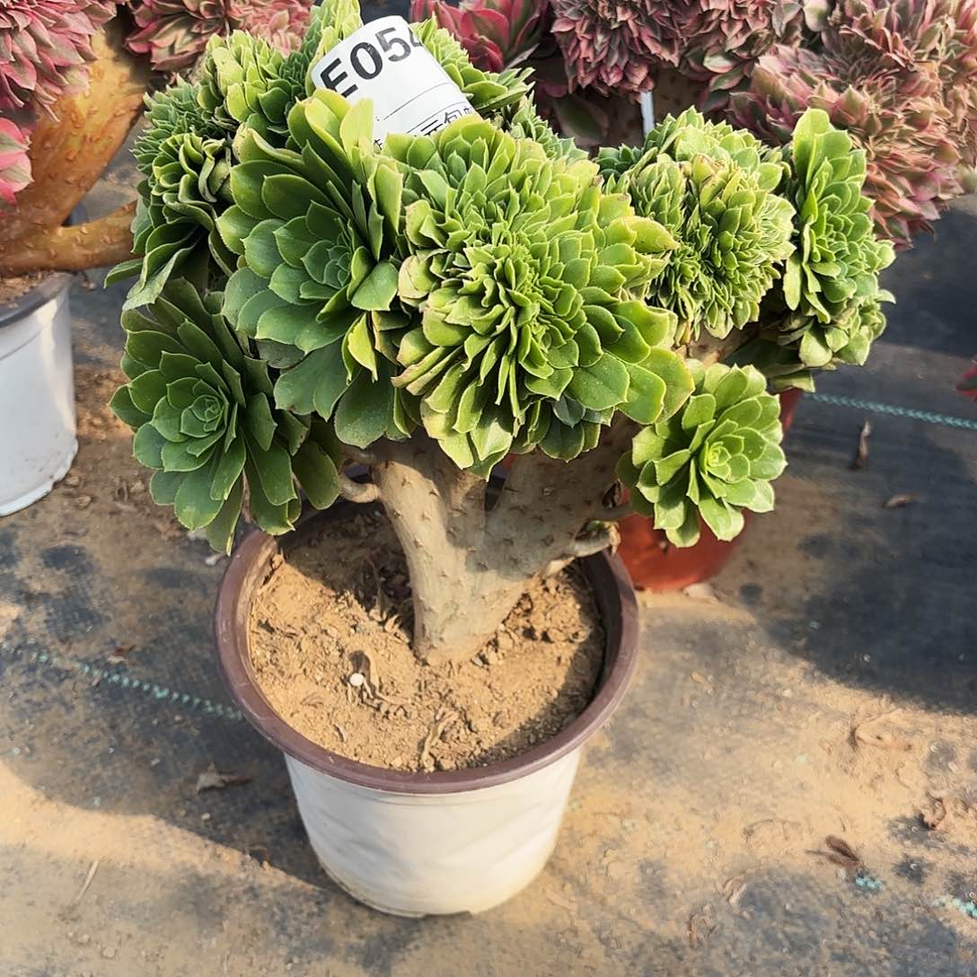 054绿杨蓉缀多肉植物