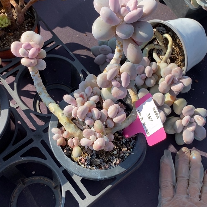 387桃蛋肉肉肉肉肉