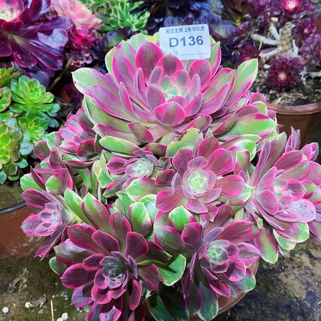 多肉浣纱136000000000000