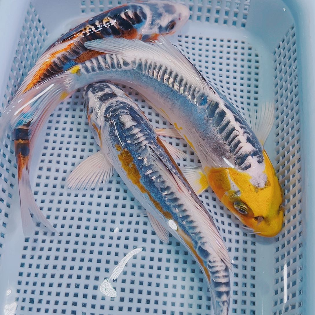 锦鲤锦鲤冷水观赏鱼127