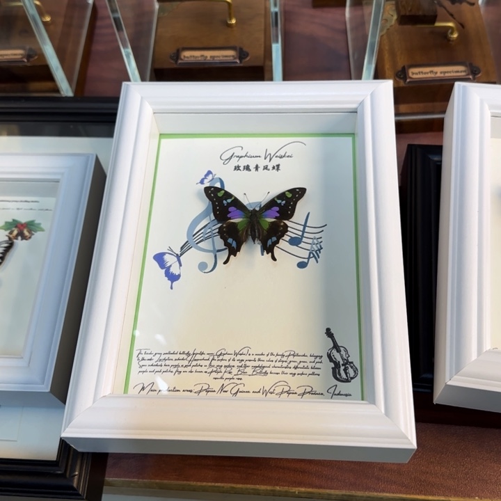 有机玻璃蝴蝶标本蝴蝶标本