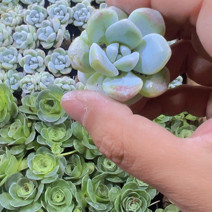 血盘比你玉精品多肉植物