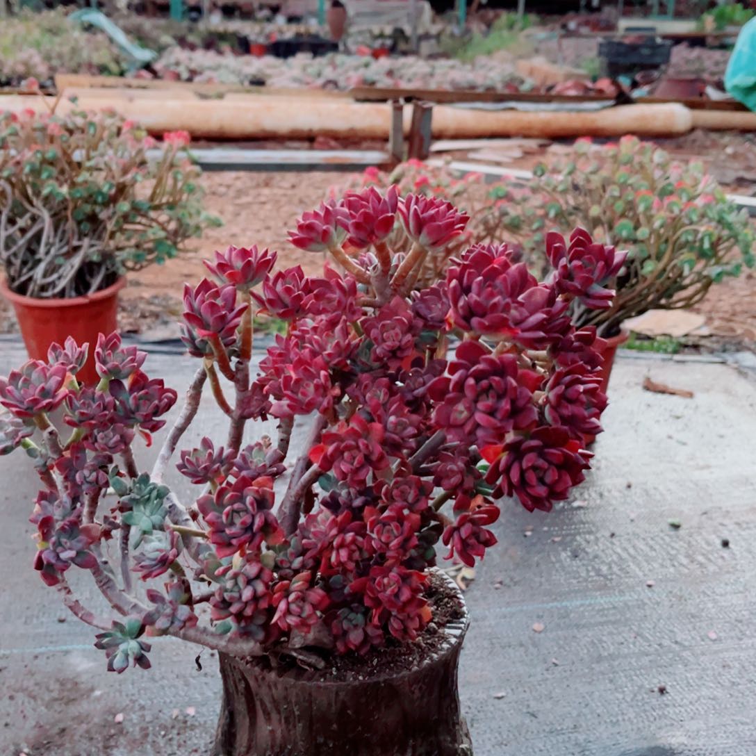 红稚连一颗老桩发货