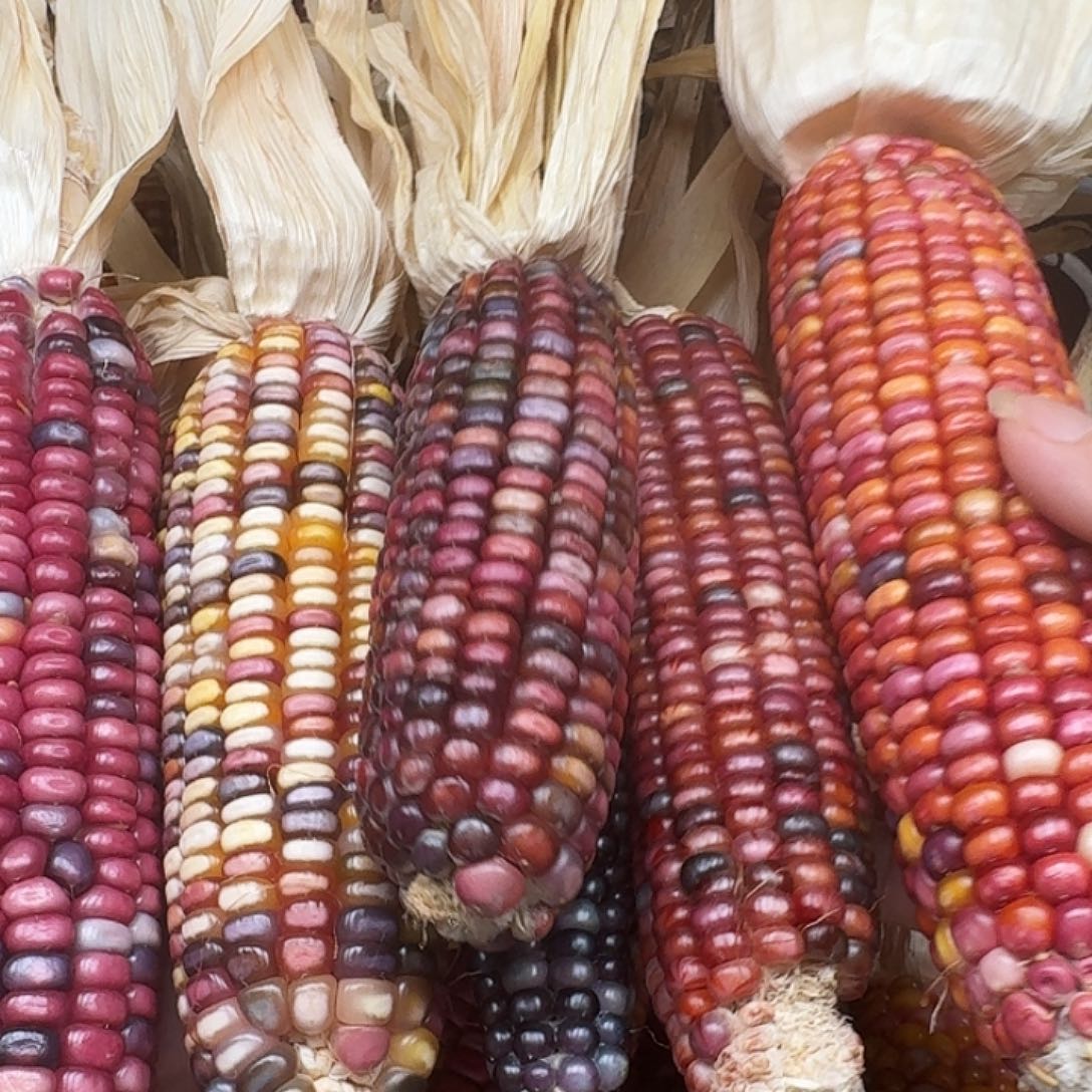 妞***吊坠柏香籽/百香籽