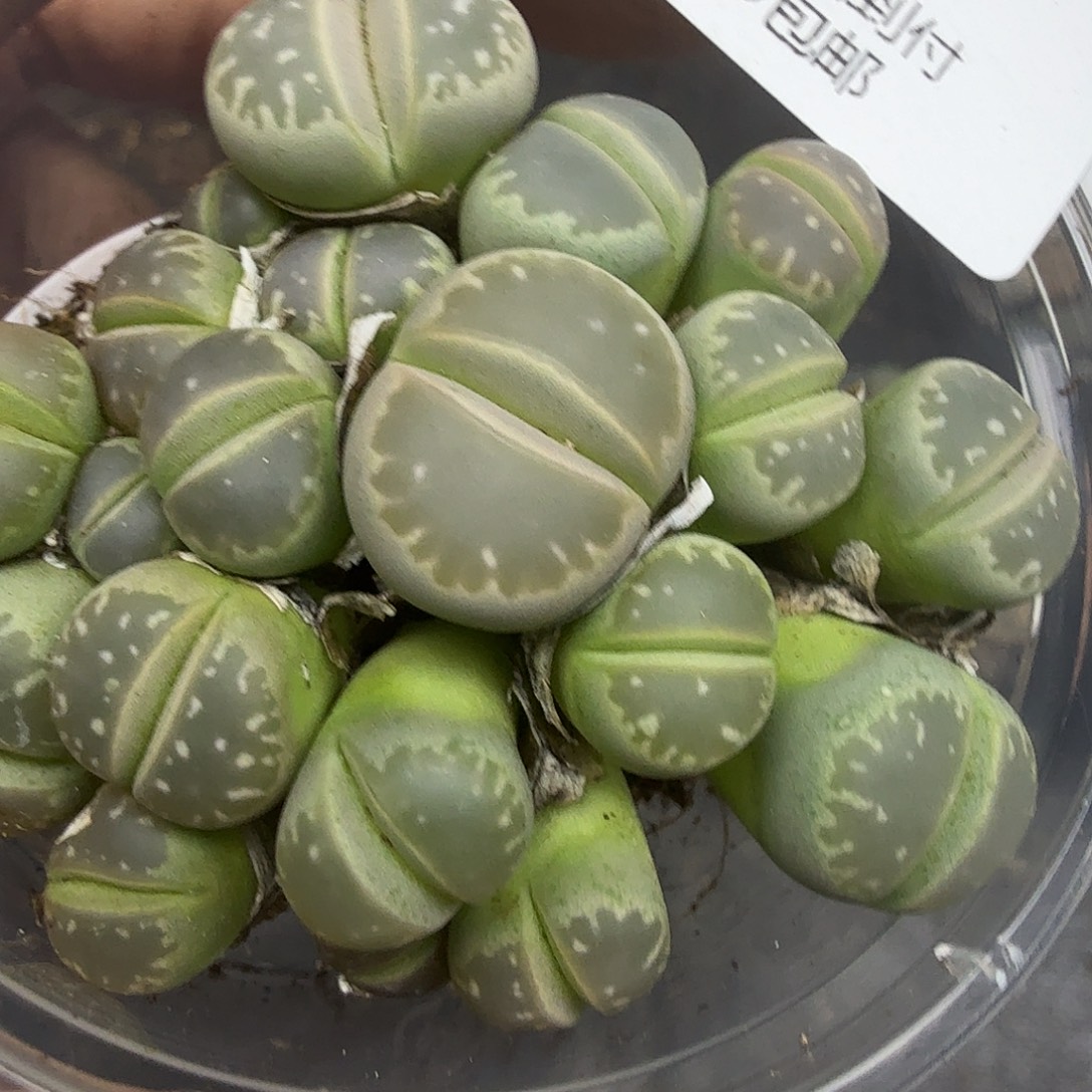 不用我送过去咯的咯591