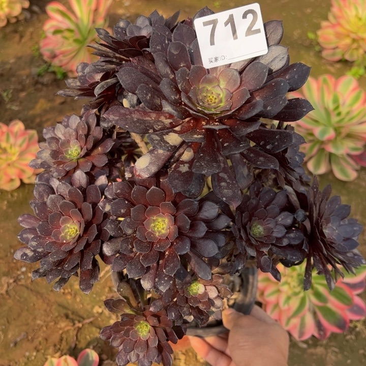 黑同多肉植物712微瑕