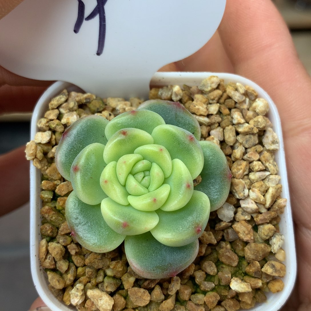 秃子甜心单头19可拍