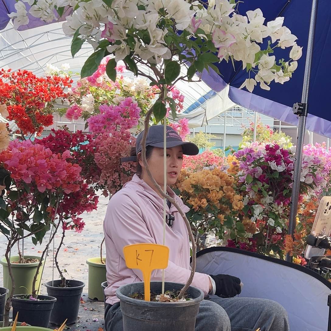 小***敏大部分花苞少量开放K7口红