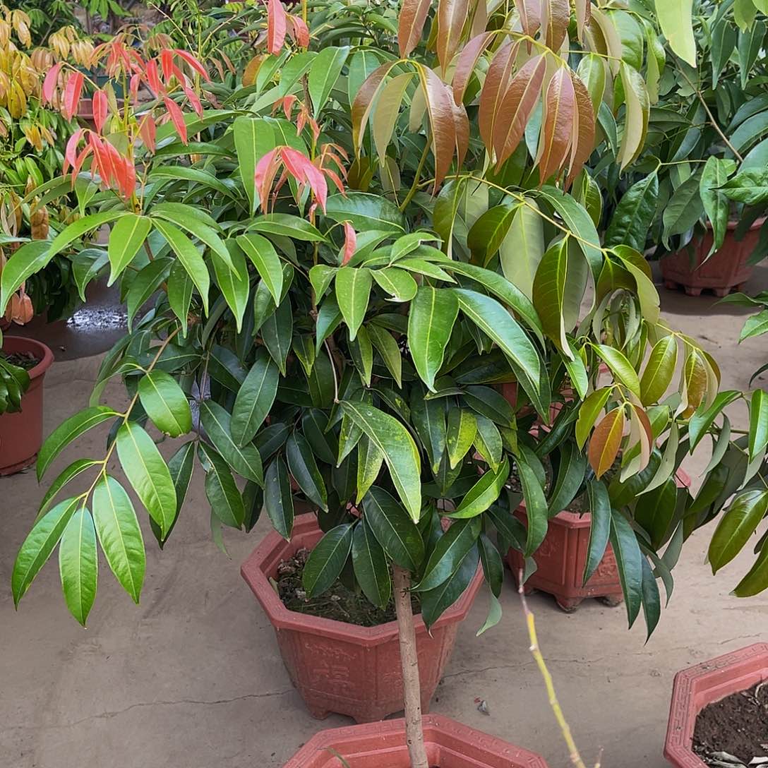 。***心完全开放果树果树11111