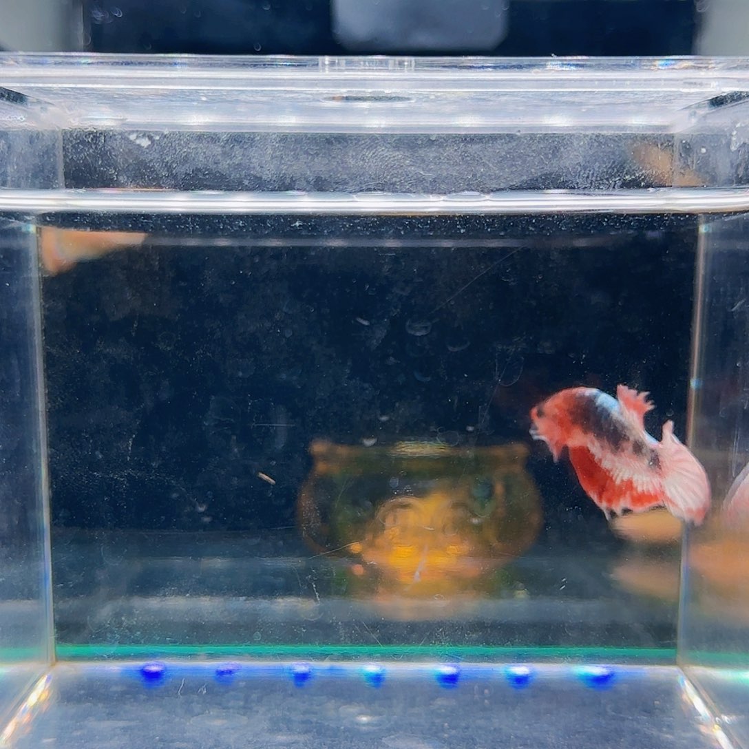 斗鱼活体观赏鱼好养耐活