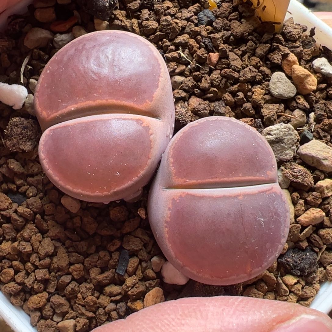 比利时母本Ko多肉植物baik