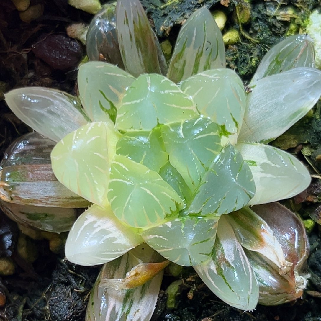 恭喜发财大吉大利642