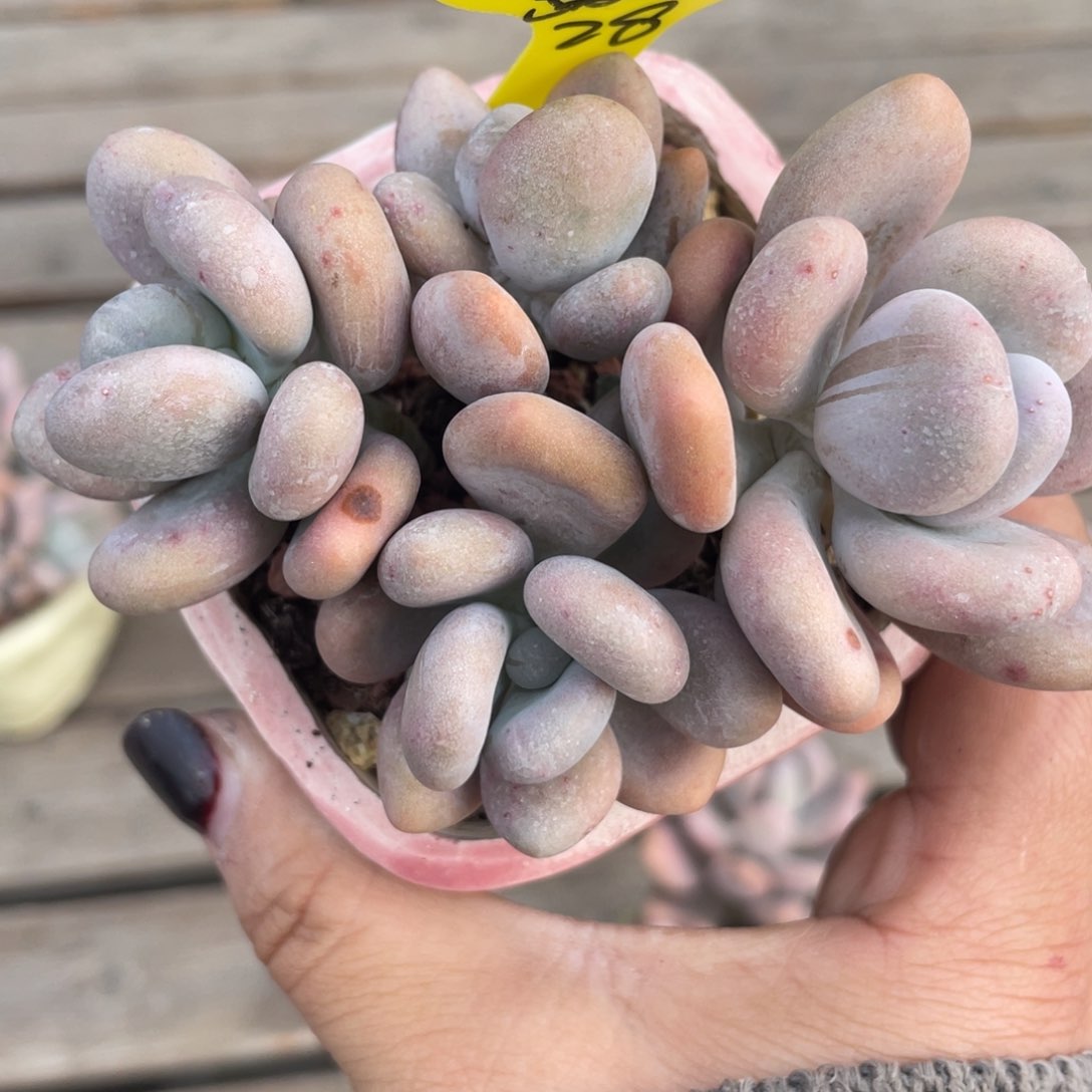 喵**?程雪球群生一个28