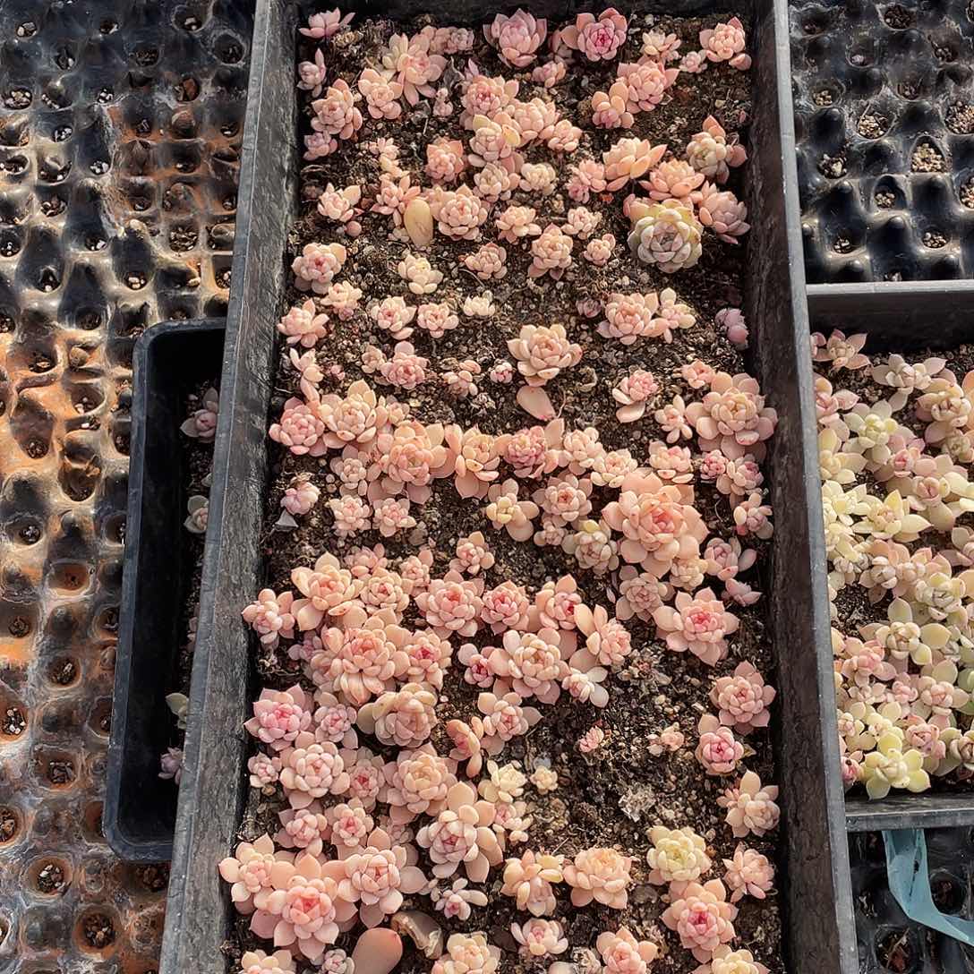 夏***夏384。 定。           