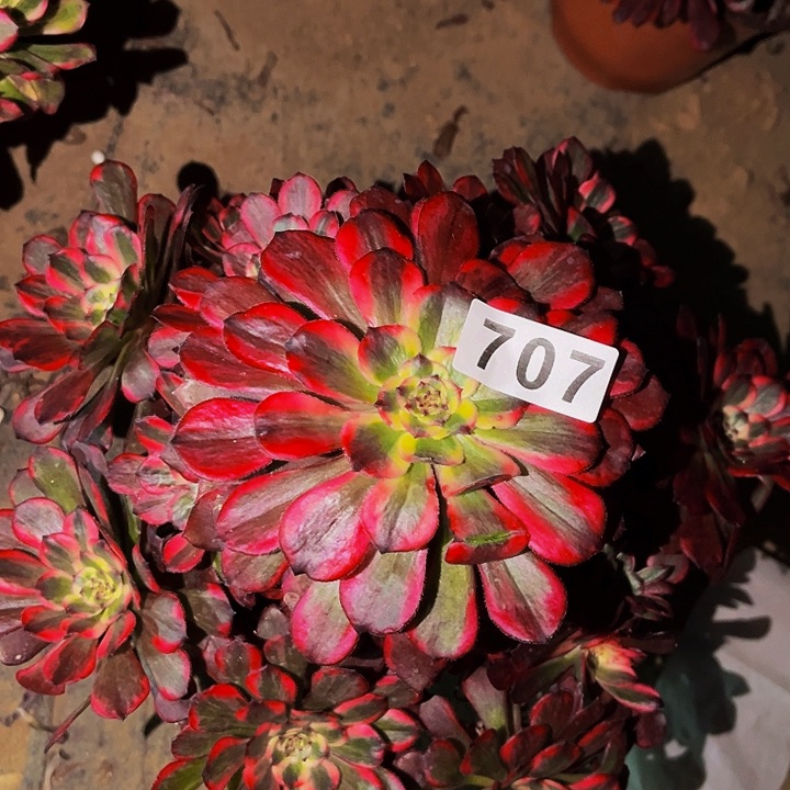 707烟花多肉植物处理不售后