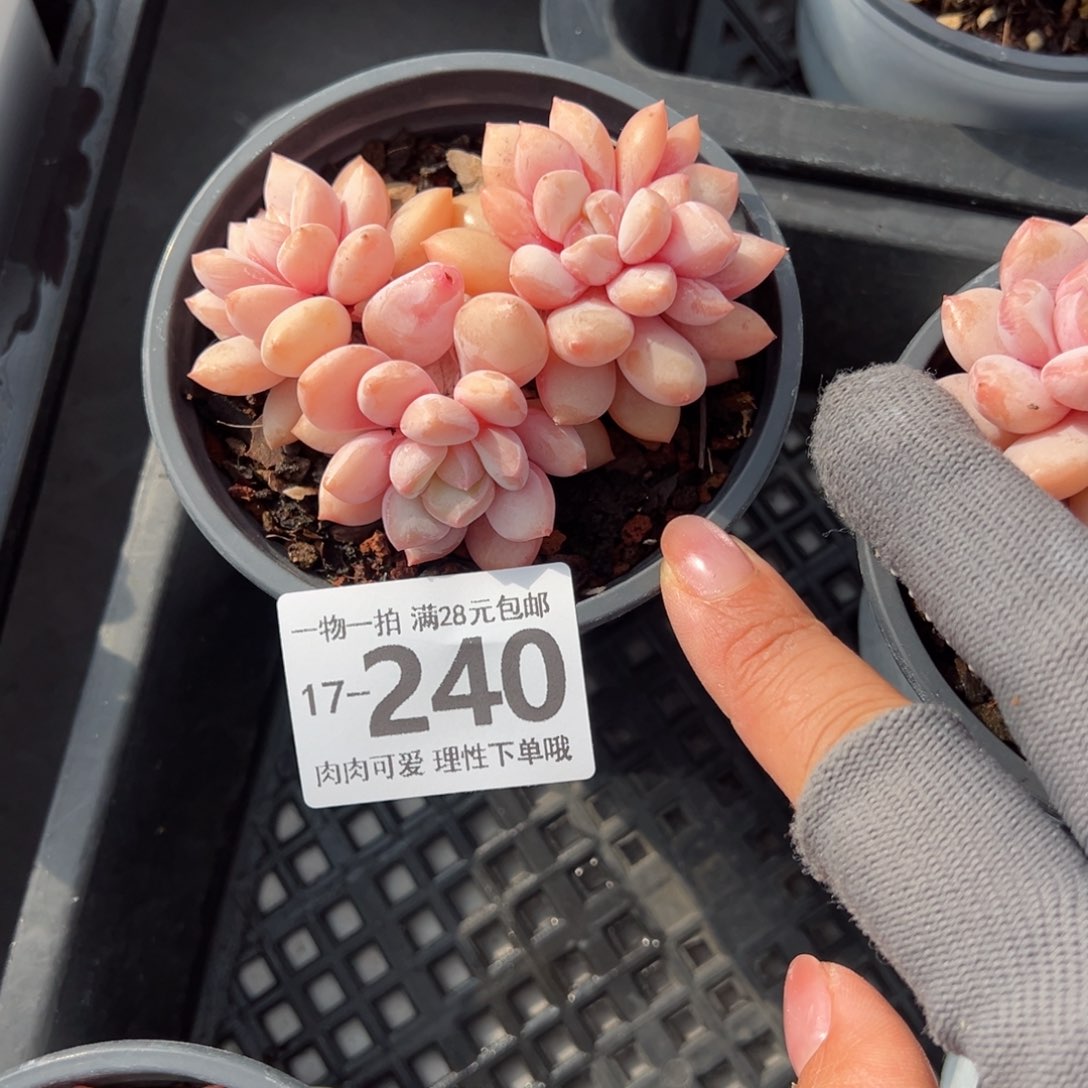 拉丝雨多肉多肉多肉