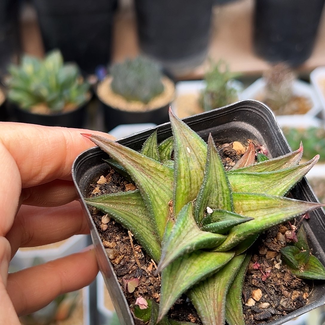 沙丘城硬叶十二卷一颗